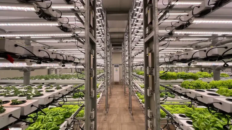 The Impact of Technology on the Food Industry